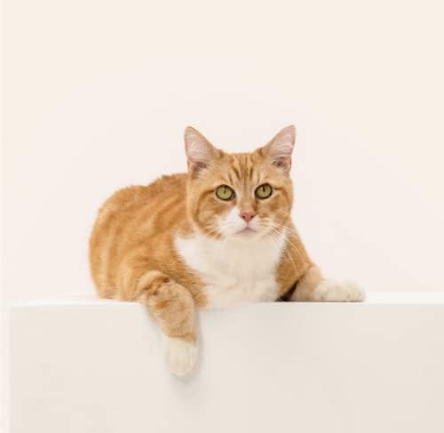 Wisdom Panel Complete: Comprehensive Cat DNA Test