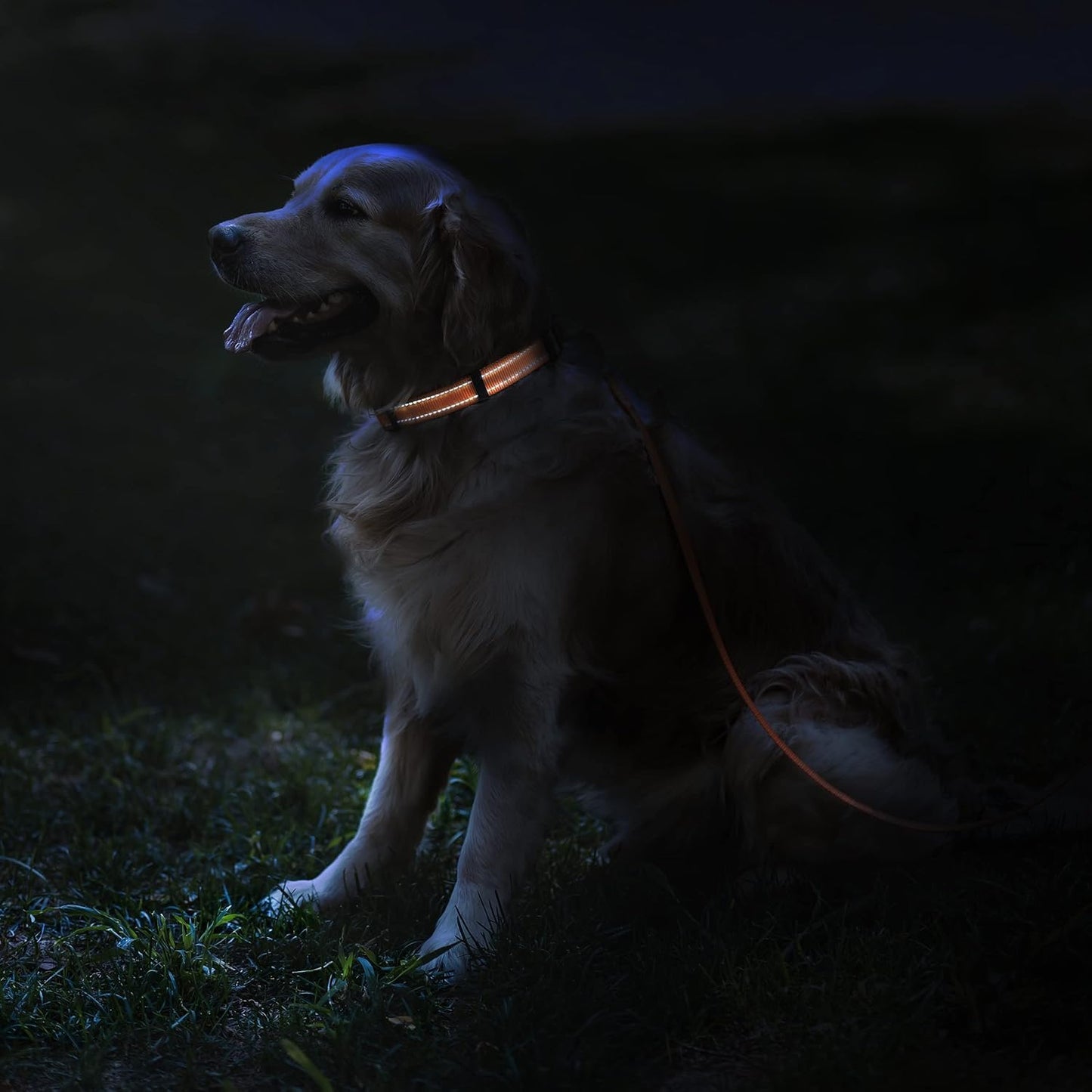CollarDirect Reflective Dog Collar for a Small, Medium (Pink, 7-11 Inch)