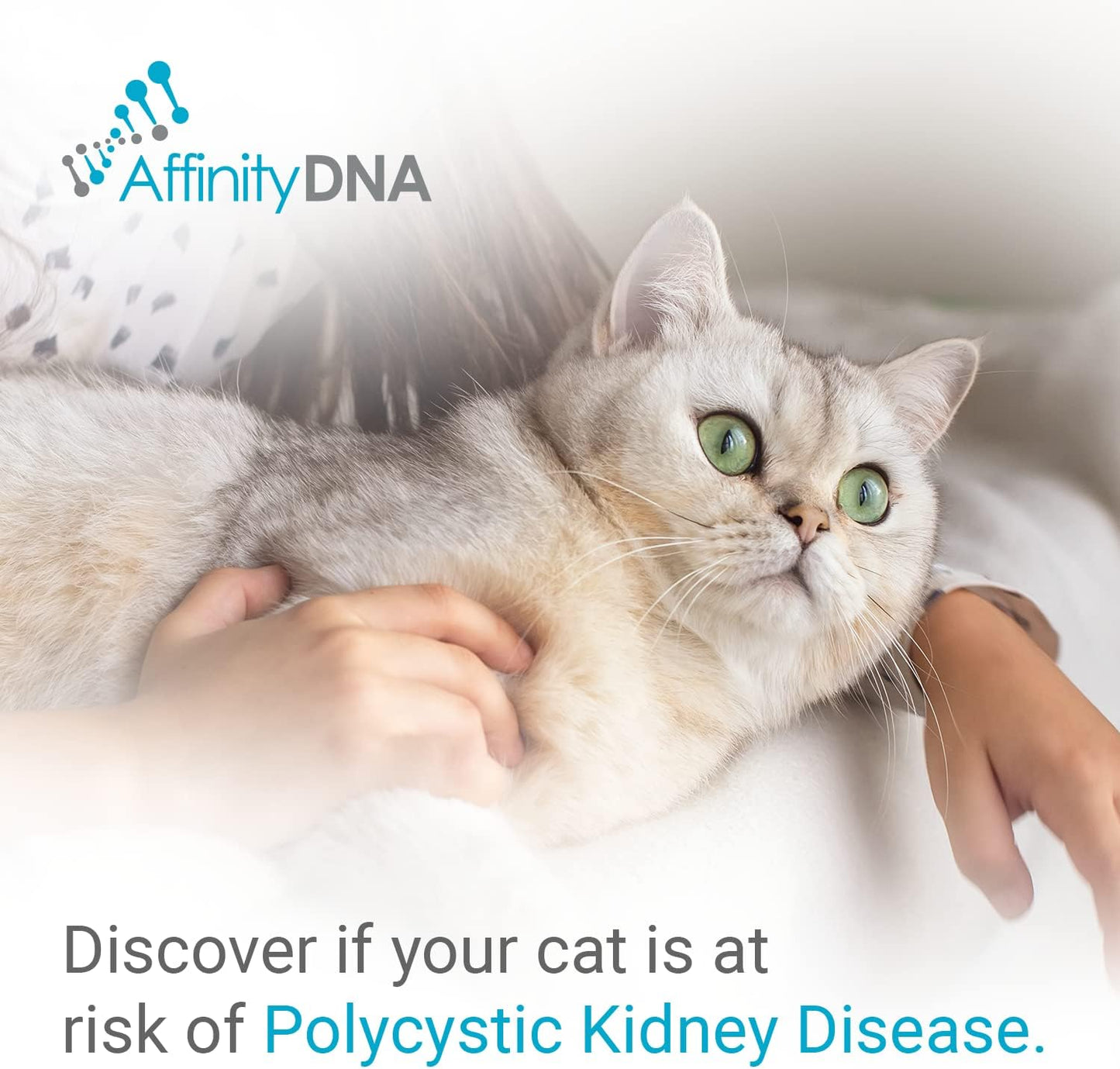 PKD DNA Test for Cats | Home Sample Collection Kit for 1 Feline | Polycystic Kidney Disease Testing | | Just Swab & Send a DNA Sample | Get Your Report in Just 12 Working Days