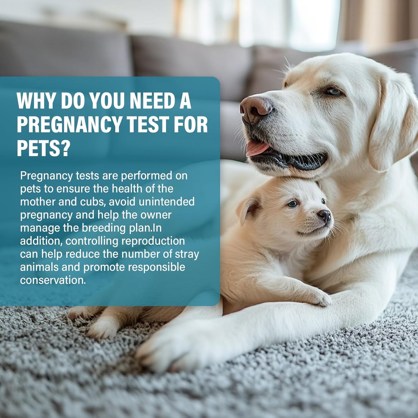 Dog Pregnancy Test, Pet Pregnancy Supplies at Home, 10-15 Mins Accurate and Fast Detection, 99.9% Accurate & Simple Operation