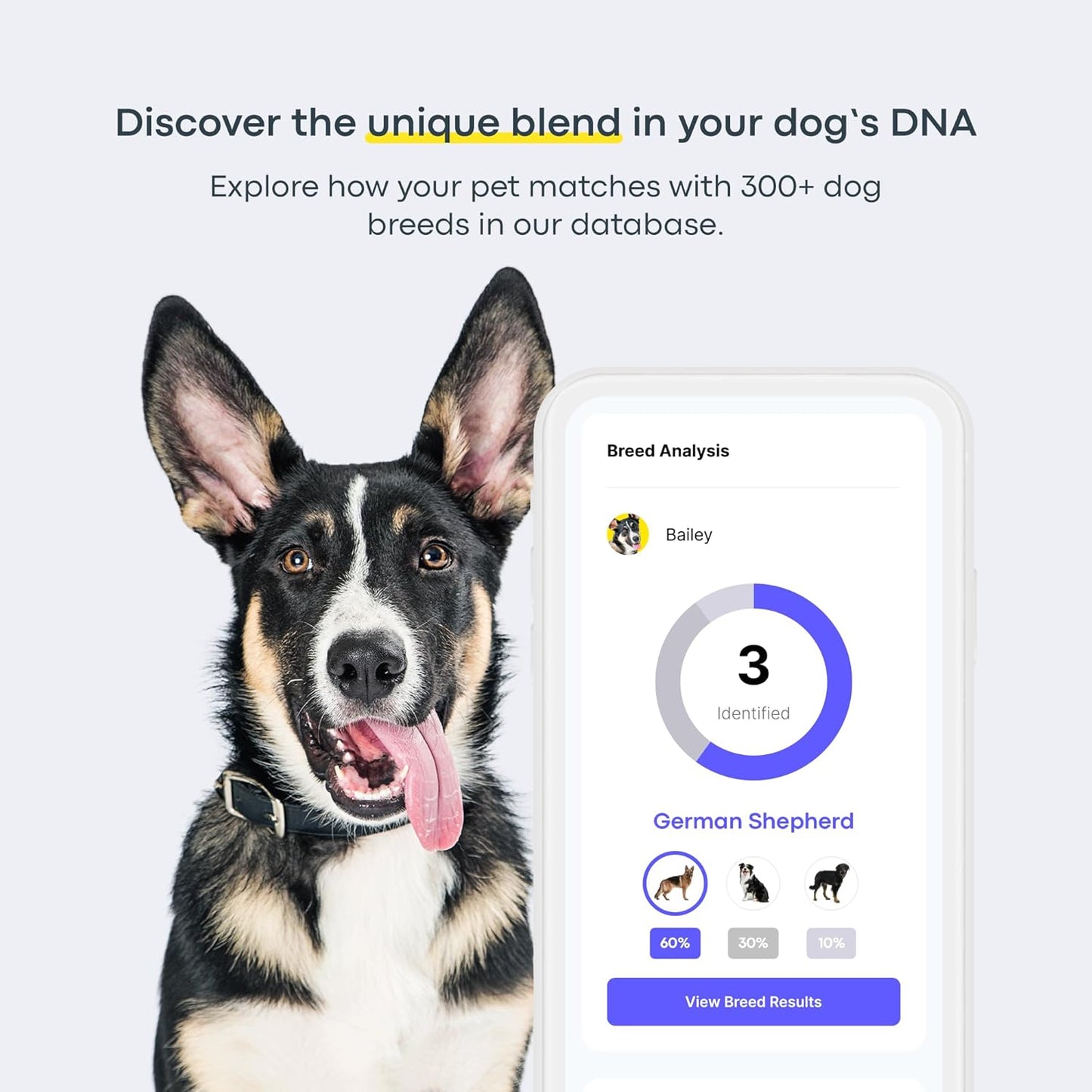 Basepaws Dog DNA Testing Kit - 300+ Breeds, 280+ Health Risks, and 30+ Traits