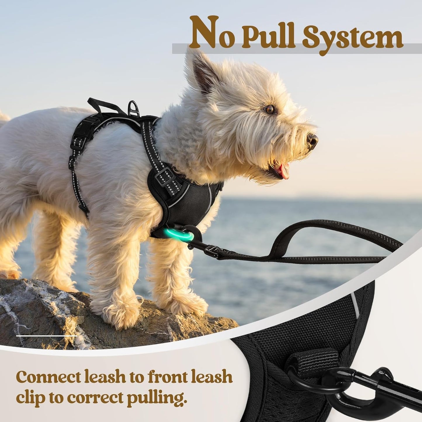 rabbitgoo Dog Harness, No-Pull Pet Harness with 2 Leash Clips, Adjustable Soft Padded Dog Vest, Reflective No-Choke Pet Oxford Vest with Easy Control Handle for Small Dogs, Black, XS