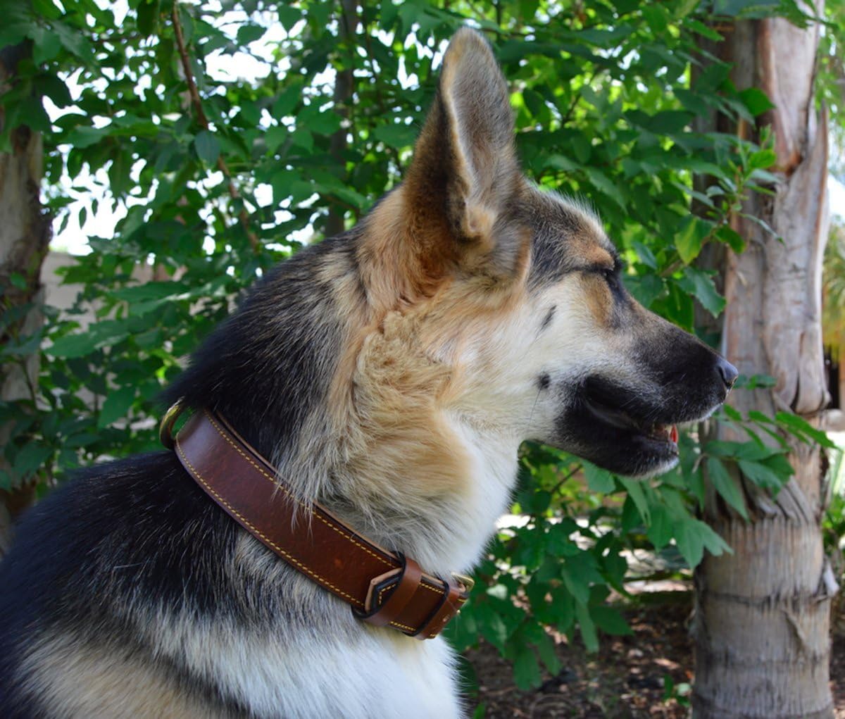 Padded Leather Dog Collar, Large Brown - Genuine Real Leather, 24" Long x 1.5 Wide, Fits Neck Size 18" to 21" Inches
