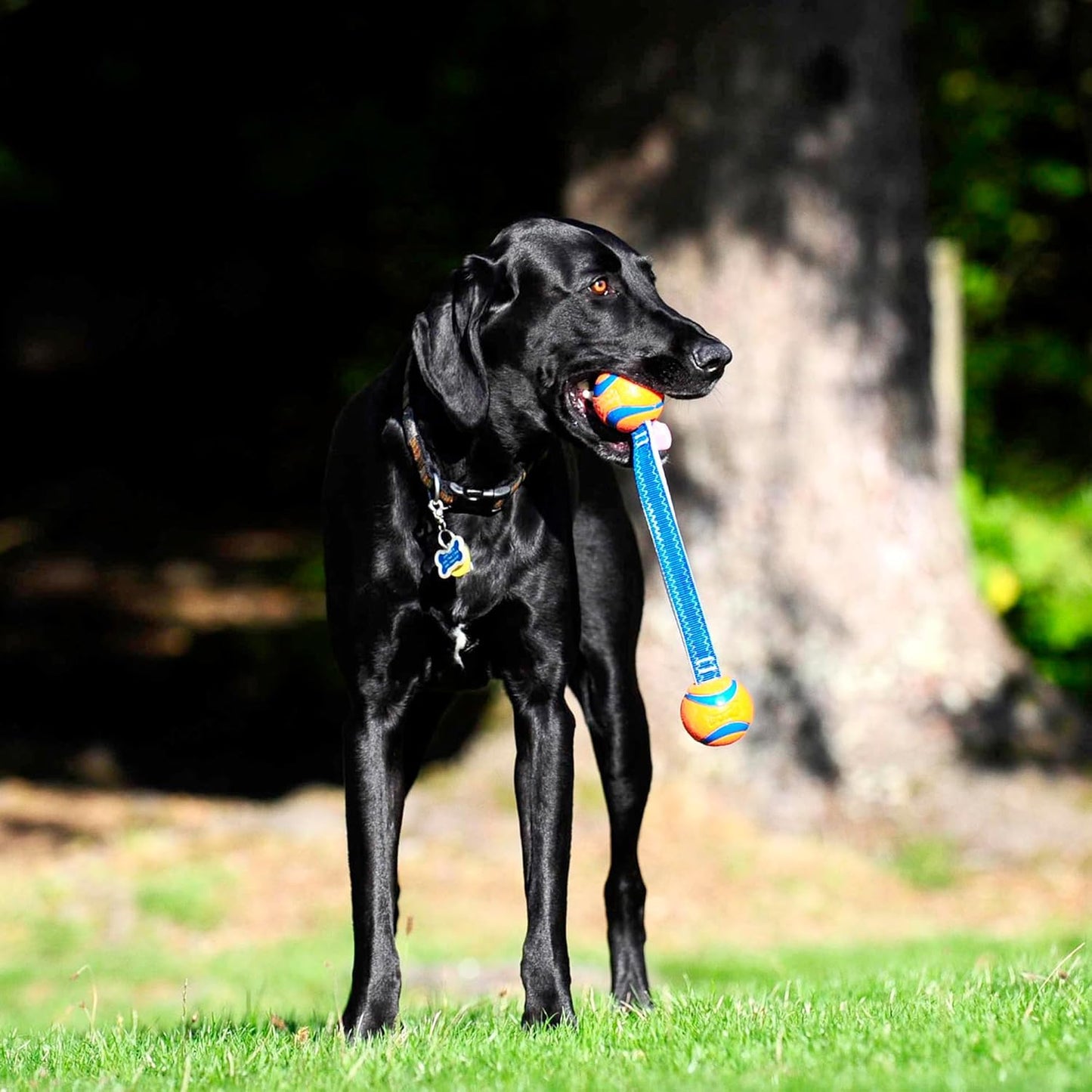 Chuckit! Ultra Duo Dog Tug Toy, Small Indoor and Outdoor Dog Toy