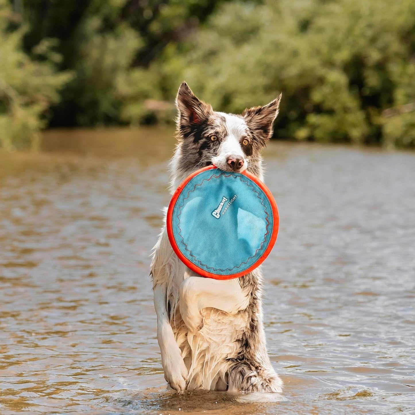 ChuckIt! Paraflight Flyer Dog Toy, Large (Orange/Blue)