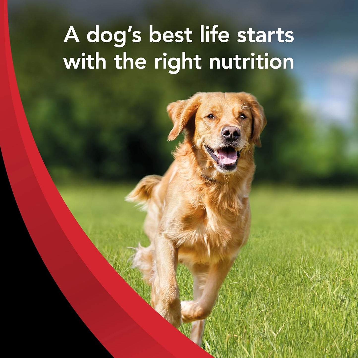 Adult Chicken Dry Dog Food 12kg