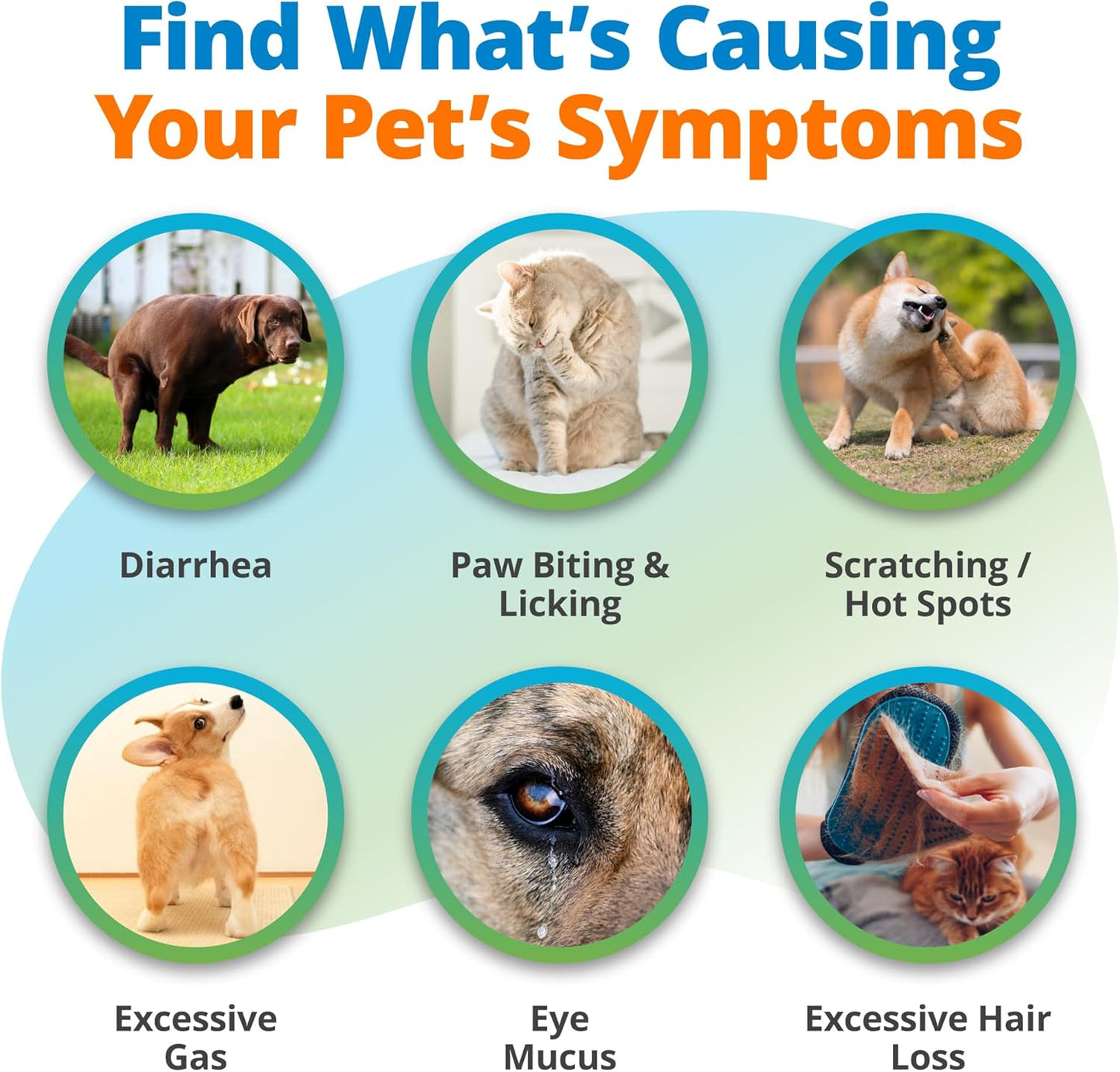 5Strands Freeze Dried Pet Food Intolerance Test for Dogs & Cats, Identify Food Ingredients Behind Gut Discomfort & Skin Issues, at-Home Hair Sample Collection Process, Non-Invasive, Results in 4 Days