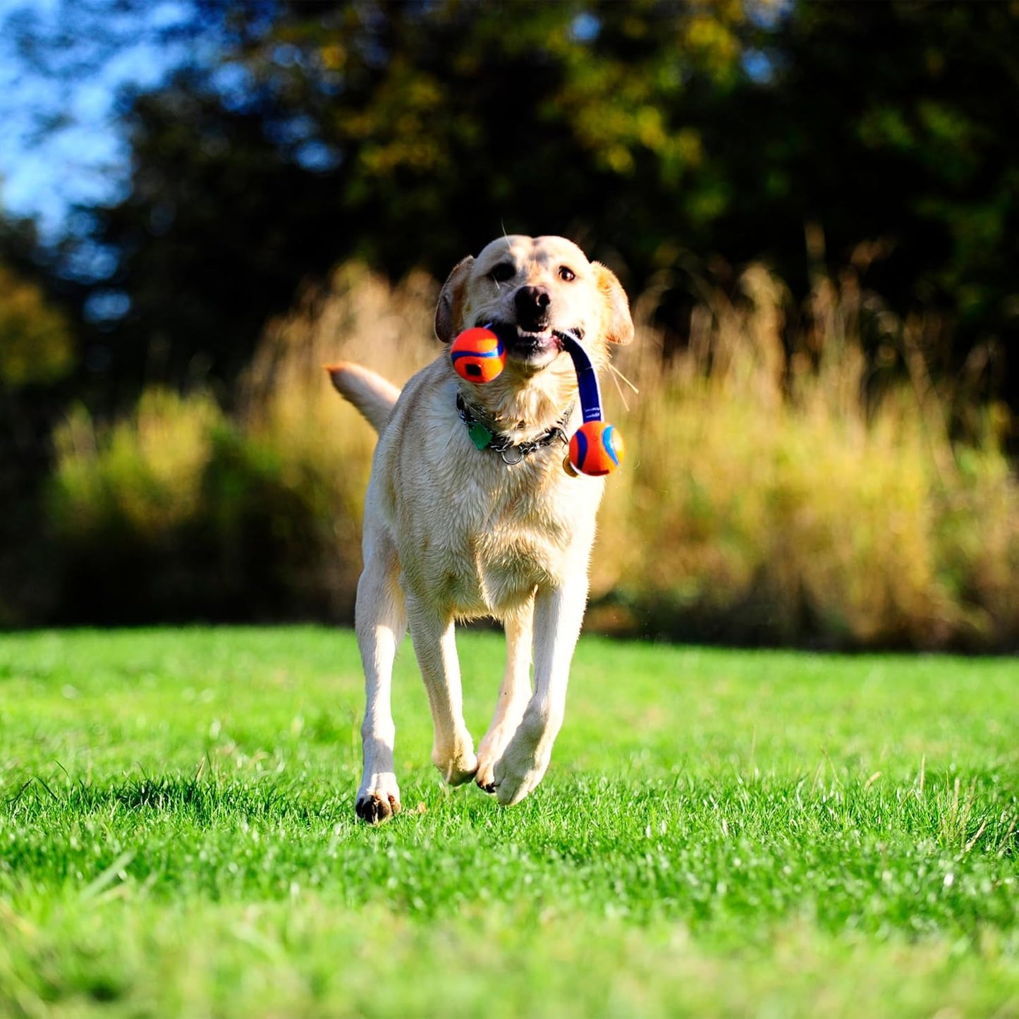 Chuckit! Ultra Duo Dog Tug Toy, Small Indoor and Outdoor Dog Toy