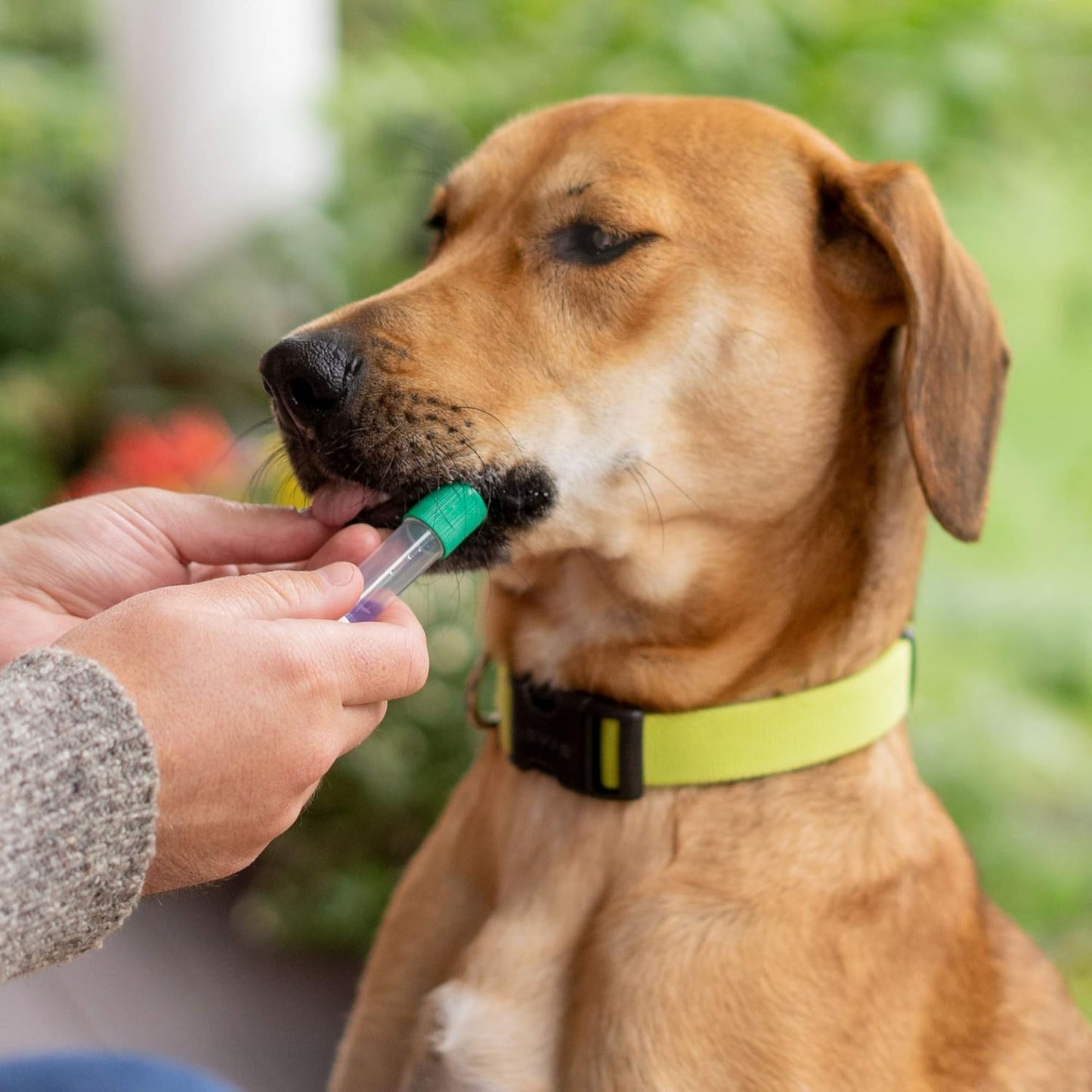 Embark Breed & Health Kit - Dog DNA Test - Discover Breed, Ancestry, Relative Finder, Genetic Health, Traits, Allergy Risk Scores