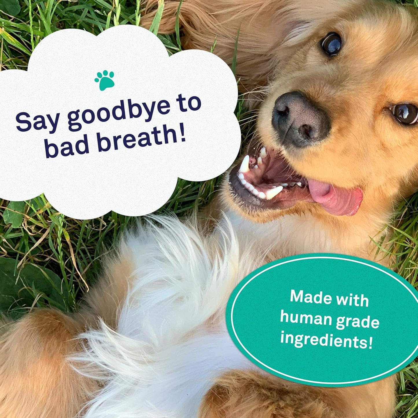 Petpost | Dental Wipes for Dogs - Bad Breath and Tooth Buildup Gone