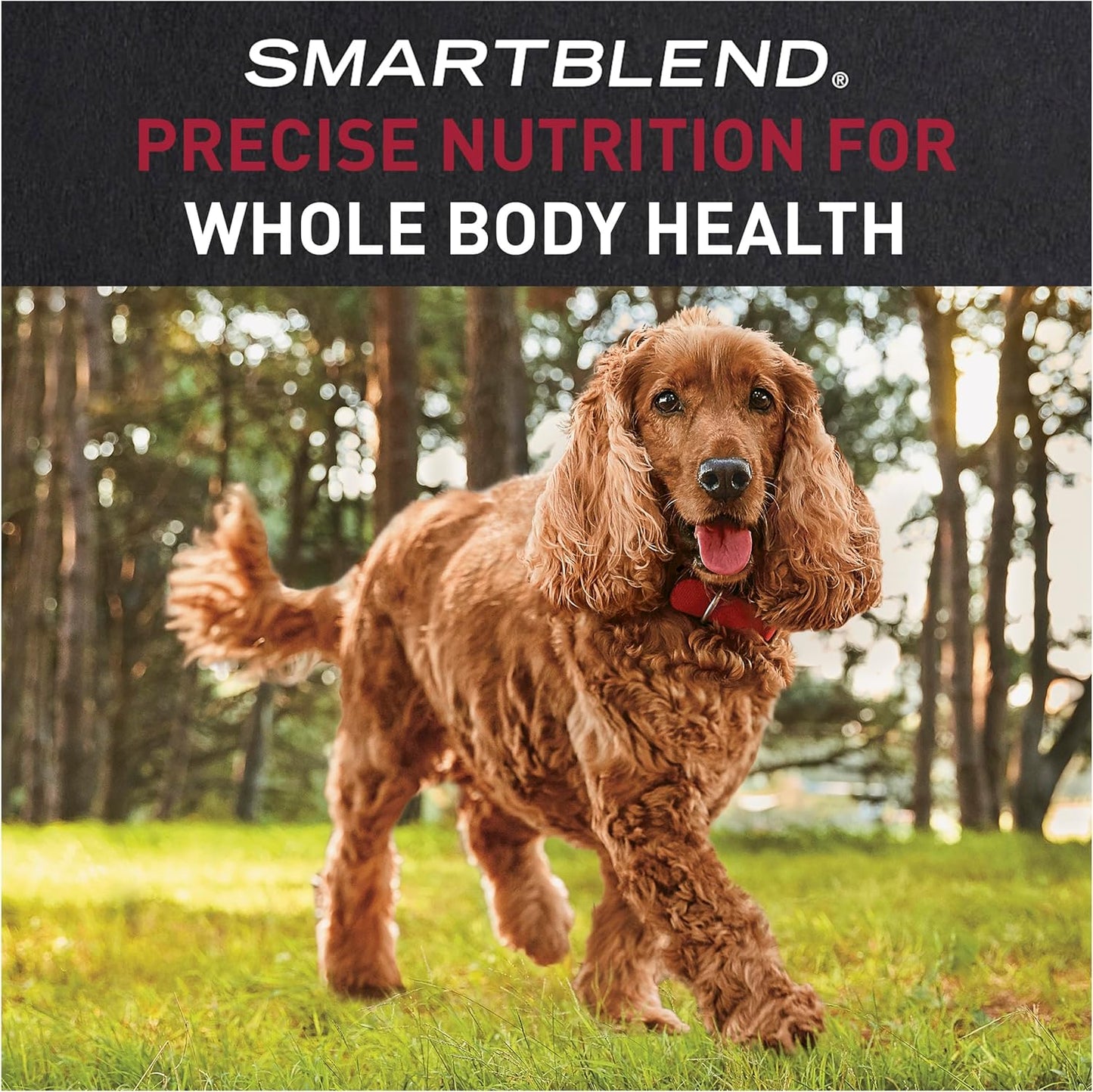 Adult Dog Food, Beef, 12kg