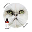 Eye Envy Tear Stain Remover Solution For Cats 4oz-made in USA