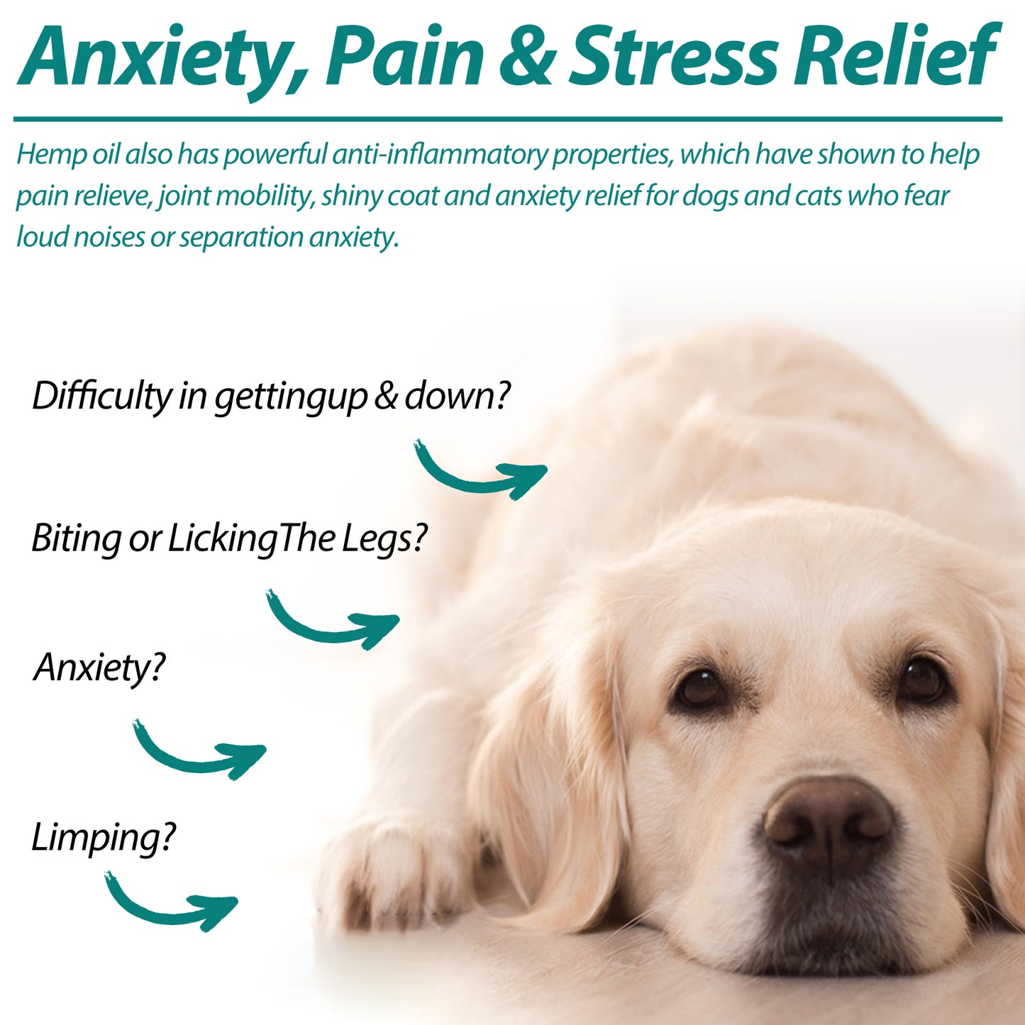 Oimmal Premium Organic Hemp Oil for Dogs & Cats – Natural Anxiety, Pain & Joint Relief with Multivitamins (2 fl oz / 60 mL)