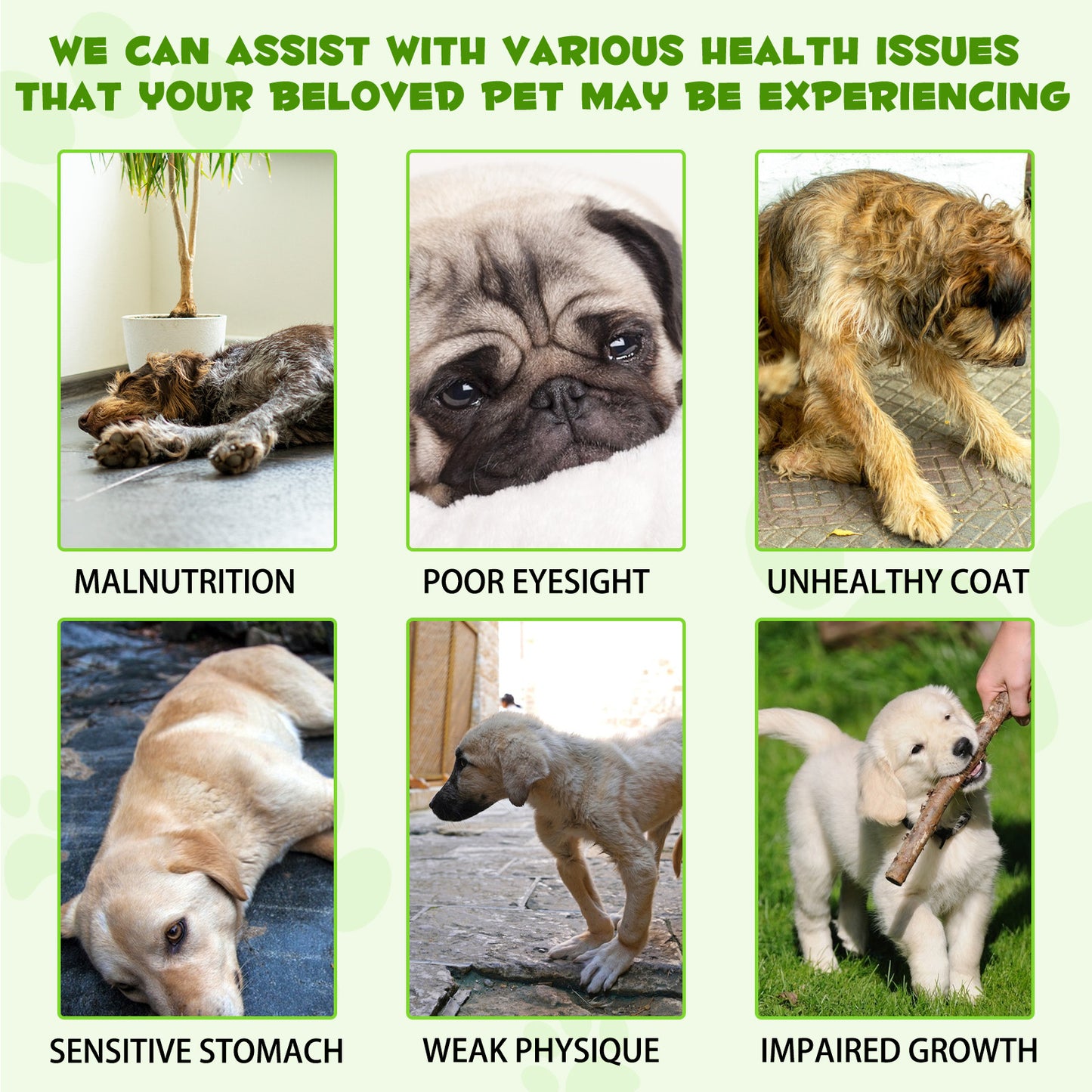 Oimmal 3-in-1 Probiotic for Dogs – Gut Health, Immunity & Energy Booster (2 fl oz / 60 mL)