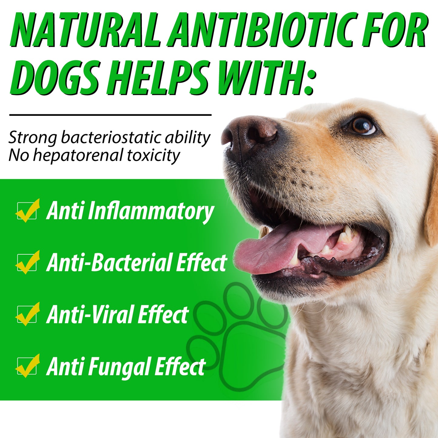 Natural Antibiotic Drops for Dogs – Gentle Daily Immune & Infection Support