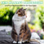 Flea & Tick Collar for Cats – Long-Lasting Protection, Adjustable & Waterproof