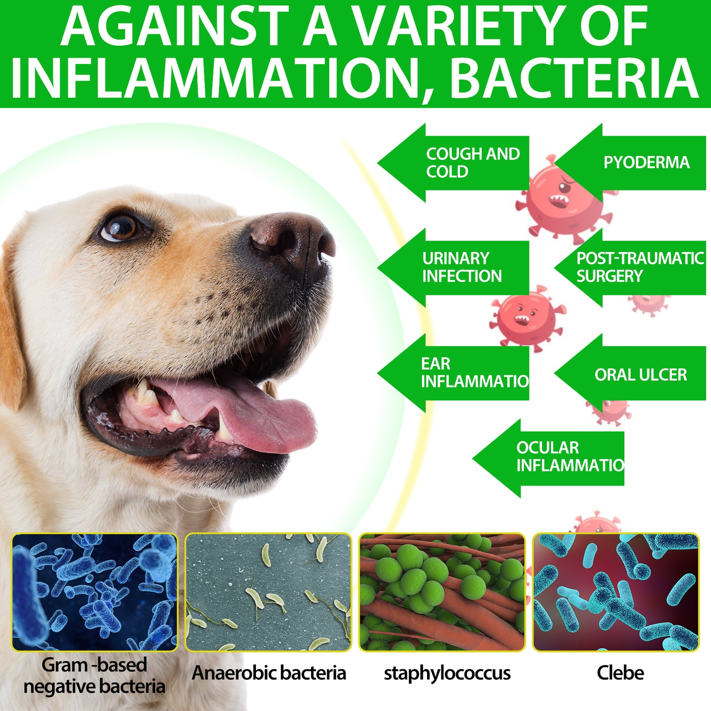 Natural Antibiotic Drops for Dogs – Gentle Daily Immune & Infection Support