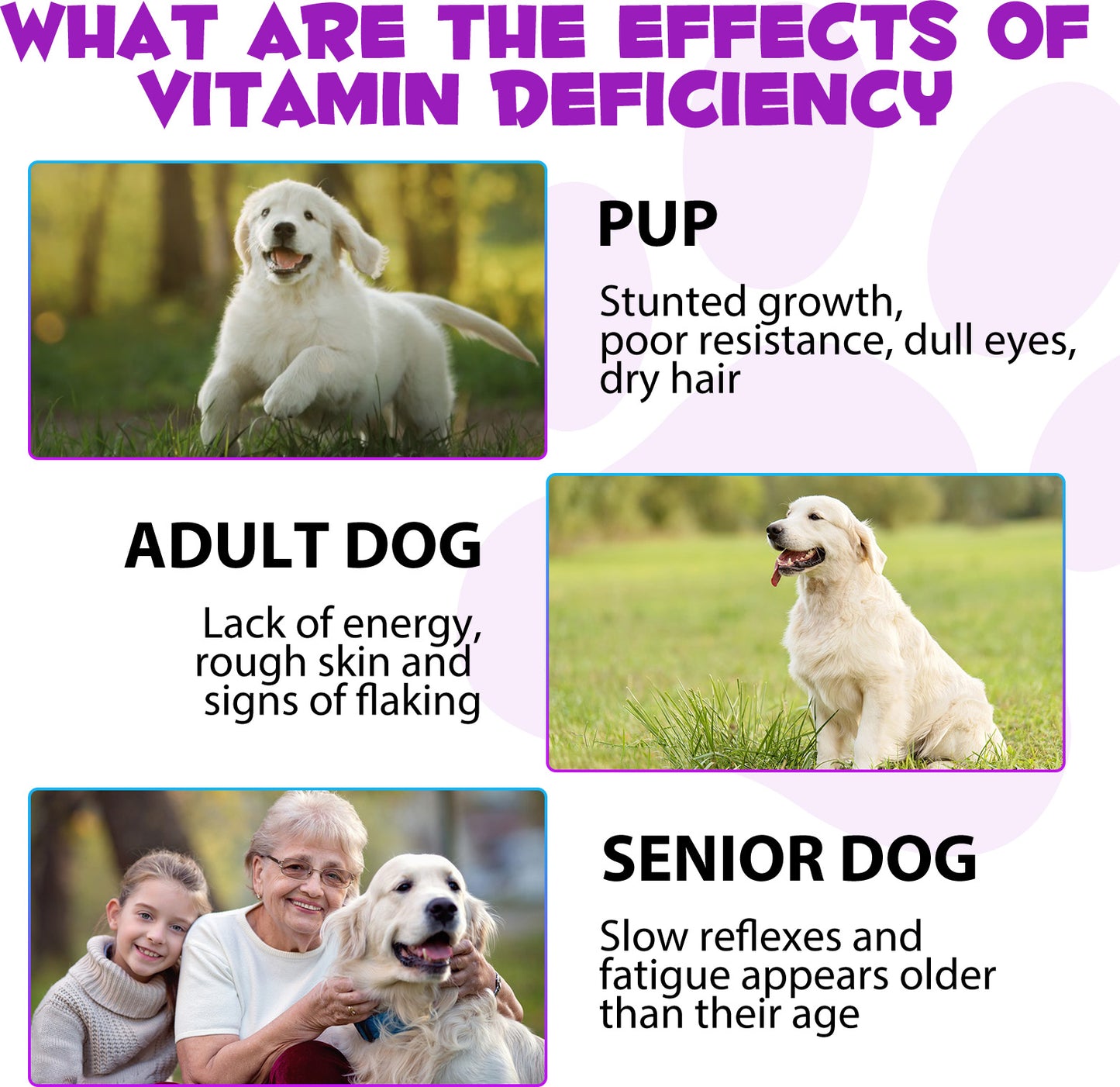 Oimmal 15-in-1 Liquid Multivitamin for Dogs – Immune, Joint, Skin & Heart Support (2 fl oz / 60 mL)