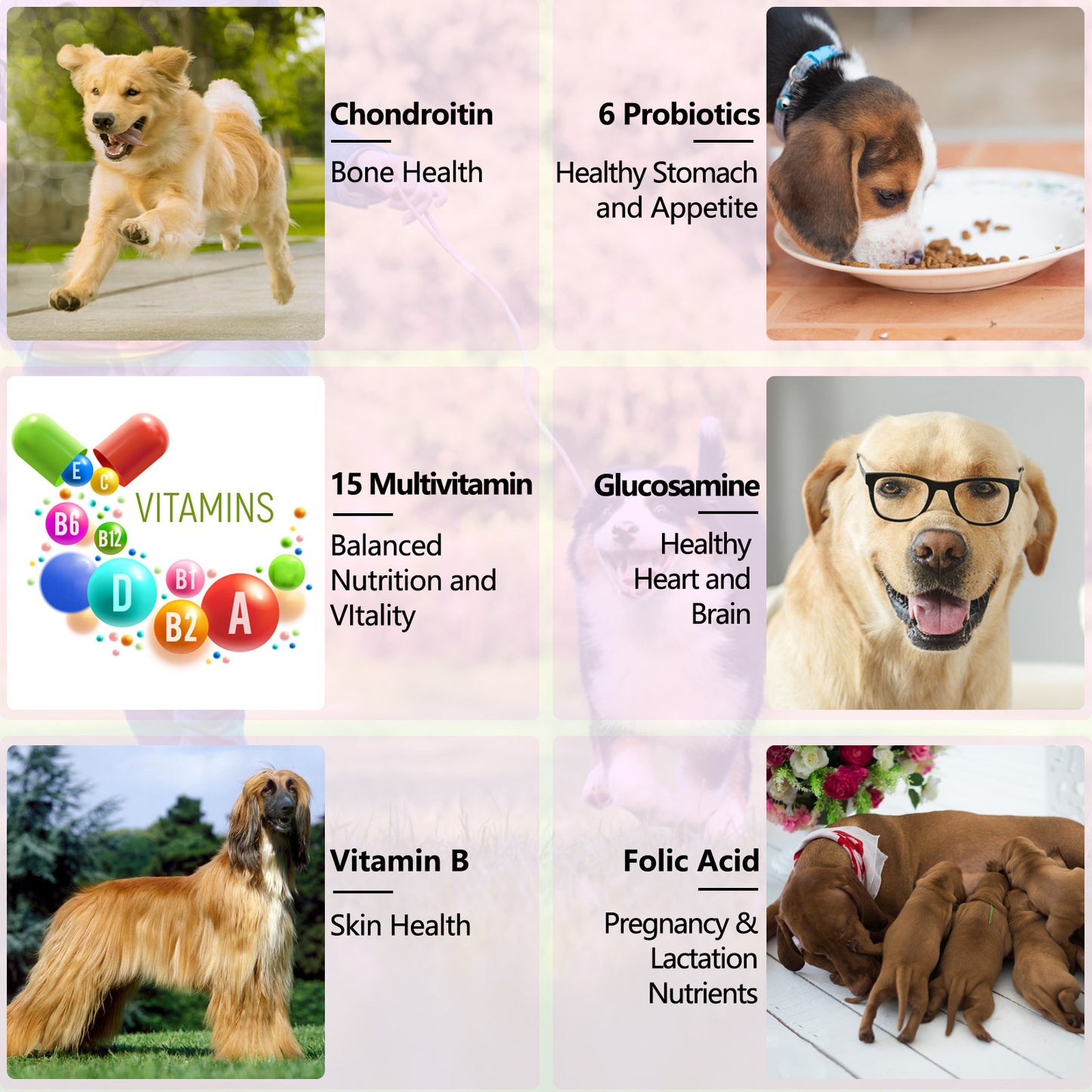 Oimmal 15-in-1 Liquid Multivitamin for Dogs – Immune, Joint, Skin & Heart Support (2 fl oz / 60 mL)