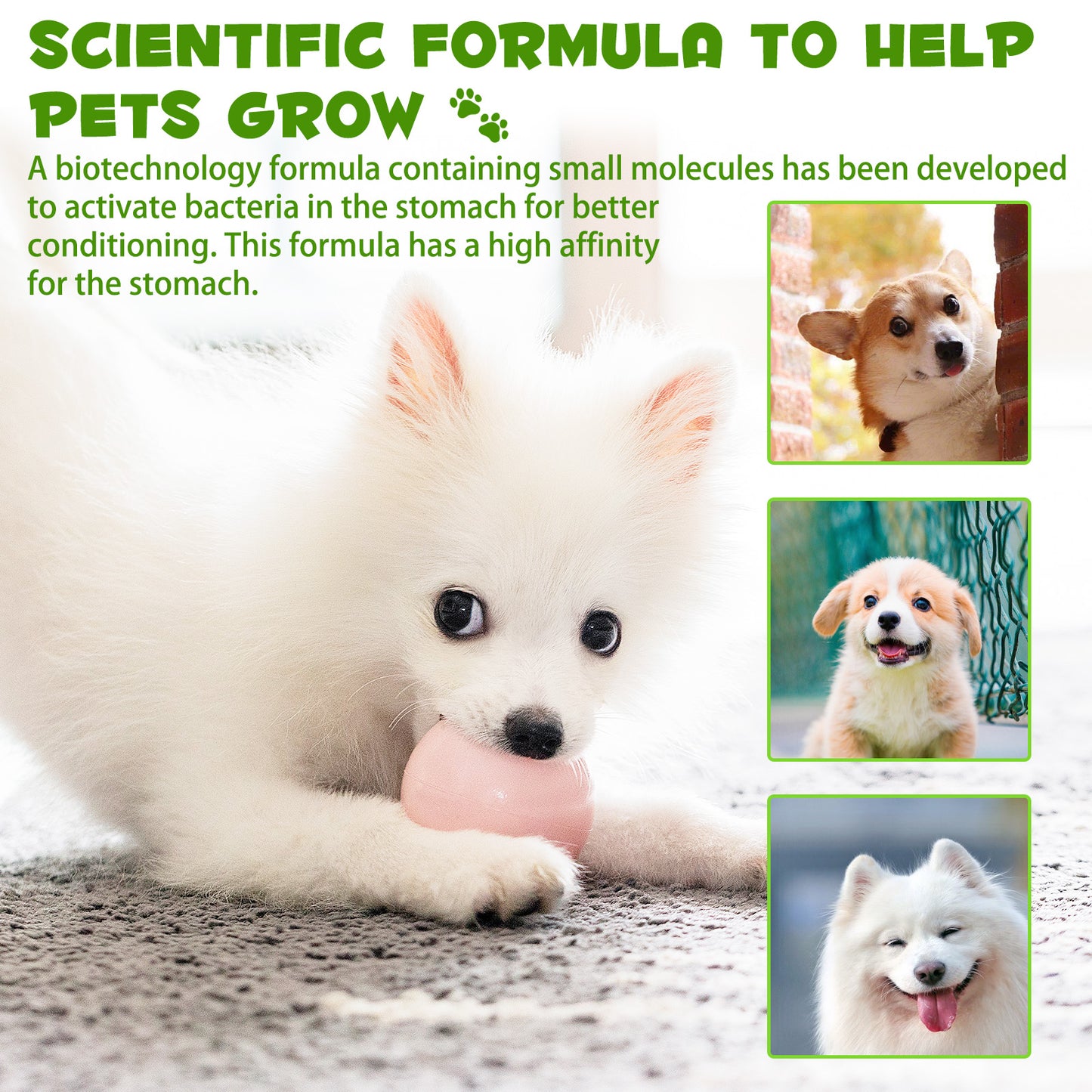 Oimmal 3-in-1 Probiotic for Dogs – Gut Health, Immunity & Energy Booster (2 fl oz / 60 mL)