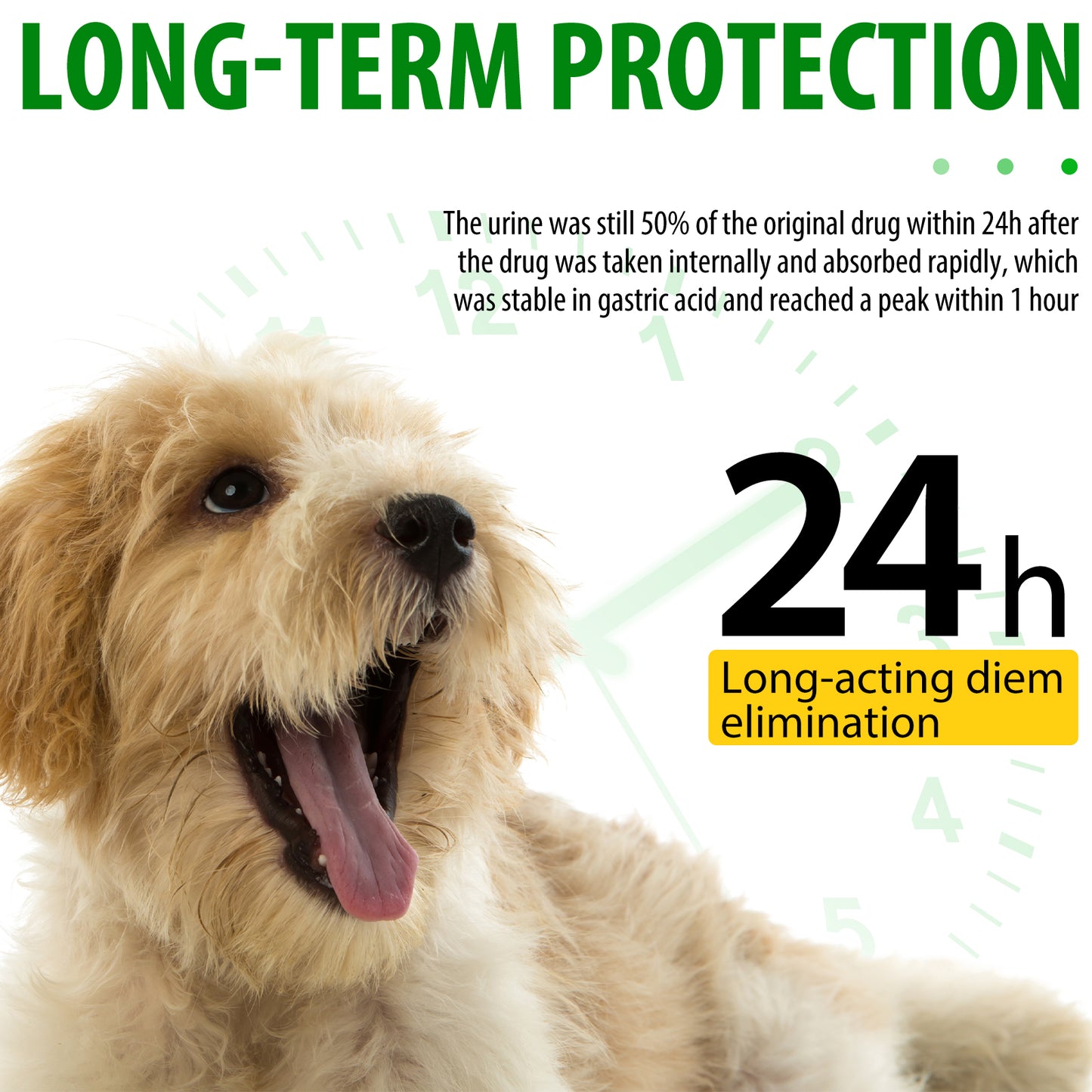 Natural Antibiotic Drops for Dogs – Gentle Daily Immune & Infection Support