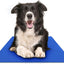 The Green Pet Shop Chillz Gel Mat, Large - Pressure-Activated Cooling Pad for Pets 25-50 lbs - Non-Toxic, No Water or Refrigeration Needed - Ideal for Home, Travel & Crates