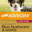 Advocate Dog, Monthly Spot-On Protection from Fleas, Heartworm & Worms, Three Pack Flea Treatment for Large Dogs 10-25 kg, 3 Pack