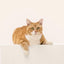 Wisdom Panel Complete: Comprehensive Cat DNA Test