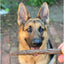 Bush Sticks - 100% Aussie Venison & Kangaroo - Natural, Grain-Free - 8 Sticks per Bag