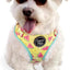 3-Piece Walkies Bundle [Pipco Pets] - Adjustable Dog Harness + Lead + Poo Bag Dispenser | Medium