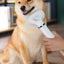 Pet Hair Dryer with Dog Slicker Brush, 2-IN-1 Pet Grooming Brush Dog