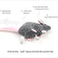 Catnip Mouse Toy and Sound Mouse Toy Sets for Indoor Cats-2pcs