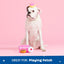 Barkbox Barker’s Dozen Donuts Plush 4-in-1 Dog Toy – Squeaky, Crinkly Donut Box & Plush Donuts for Medium & Large Dogs