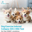 AffinityDNA Dog Exercise Induced Collapse (EIC) DNA Test