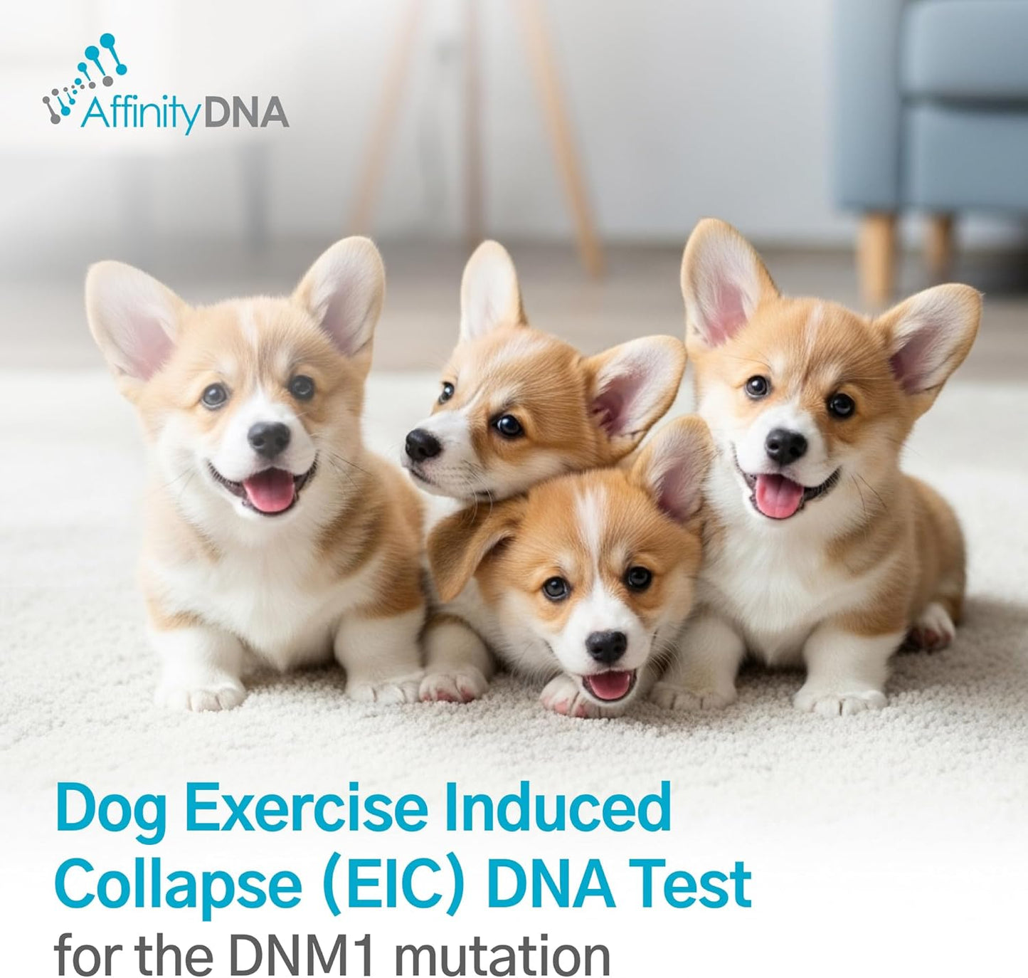 AffinityDNA Dog Exercise Induced Collapse (EIC) DNA Test