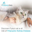 PKD DNA Test for Cats | Home Sample Collection Kit for 1 Feline | Polycystic Kidney Disease Testing | | Just Swab & Send a DNA Sample | Get Your Report in Just 12 Working Days