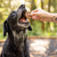 Aussie Mini Burgers - 100% Aussie Chicken & Superfood Ingredients - Natural, Grain-Free Dog Treats - Snacks, Training or Rewards for Dogs - 110g