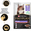 PRO PLAN Kitten Wet Cat Food Salmon in Gravy 12x85g