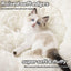 Anti Anxiety Round Fluffy Plush Faux Fur Warm Washable Dog Bed & Cat Bed, Original Bed for Small Medium Large Pets,Used to Relieve Joints and Improve Sleep