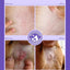 HICC PET Anal Gland Spray 4 oz, Hot Spot Spray Treatment for Dogs & Cats, Dog Anti Itch Spray