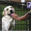 Beastie 40" Foldable Pet Dog Metal Playpen Enhanced, Universal Portable Pet Exercise Cage