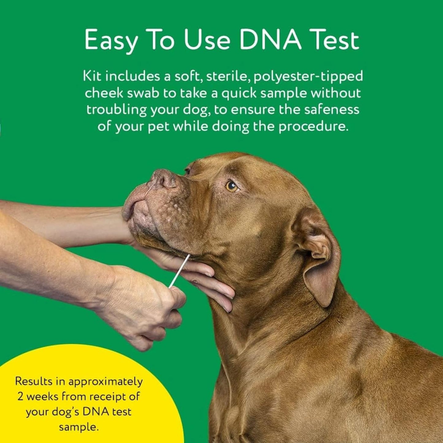 DNA MY DOG – Trusted & Affordable Breed Identification Test | 350+ Breeds Identified w/ 99%+ Accuracy