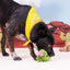 Bark Consuela The Cactus Plush Dog Toy – Rip & Reveal Squeaky Cactus for All Dogs