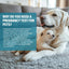 Dog Pregnancy Test, Pet Pregnancy Supplies at Home, 10-15 Mins Accurate and Fast Detection, 99.9% Accurate & Simple Operation