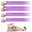 4 Pieces Cat Calming Collars Adjustable Cat Pheromones Calming Collars with 4 Bells