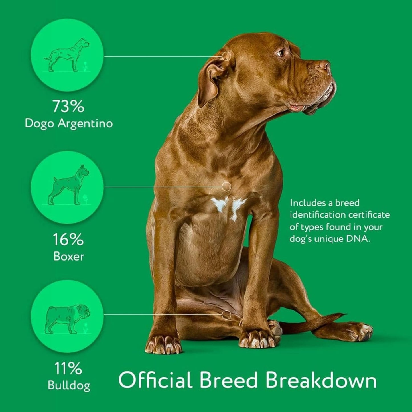 DNA MY DOG – Trusted & Affordable Breed Identification Test | 350+ Breeds Identified w/ 99%+ Accuracy