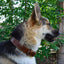 Padded Leather Dog Collar, Large Brown - Genuine Real Leather, 24" Long x 1.5 Wide, Fits Neck Size 18" to 21" Inches