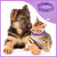 4 Pieces Cat Calming Collars Adjustable Cat Pheromones Calming Collars with 4 Bells