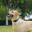 Waterproof Dog Collar, Easy Clean Rubber Quick Release Collar, Fits Small, Medium or Large Dogs