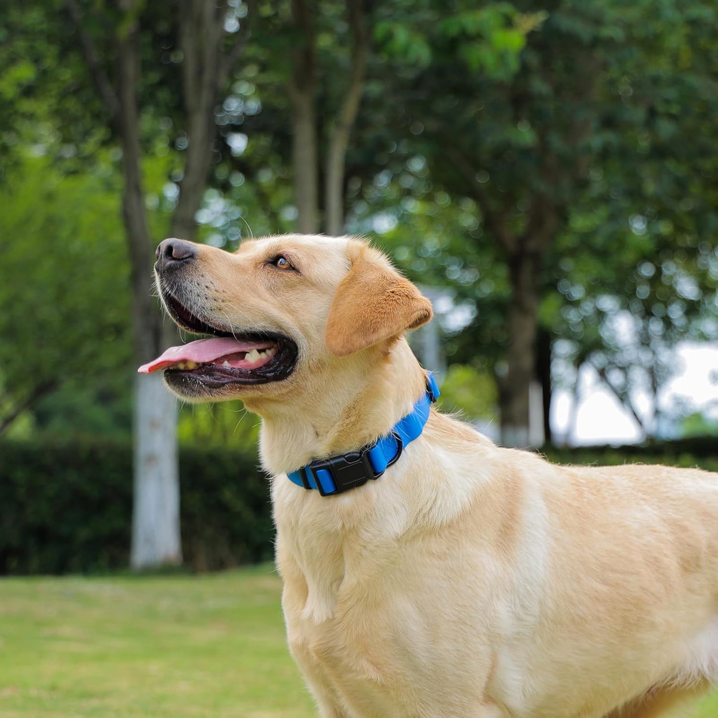 Waterproof Dog Collar, Easy Clean Rubber Quick Release Collar, Fits Small, Medium or Large Dogs